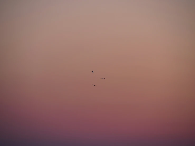 a group of birds flying in the purple sky