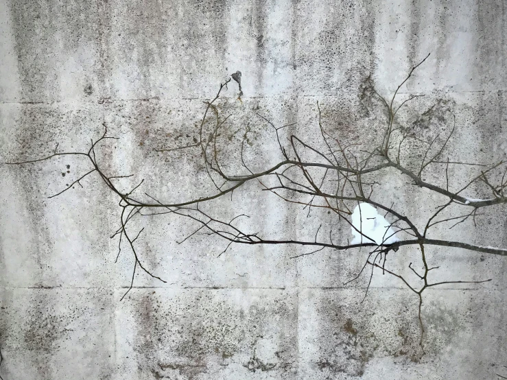 birds on a thin twig on a concrete wall