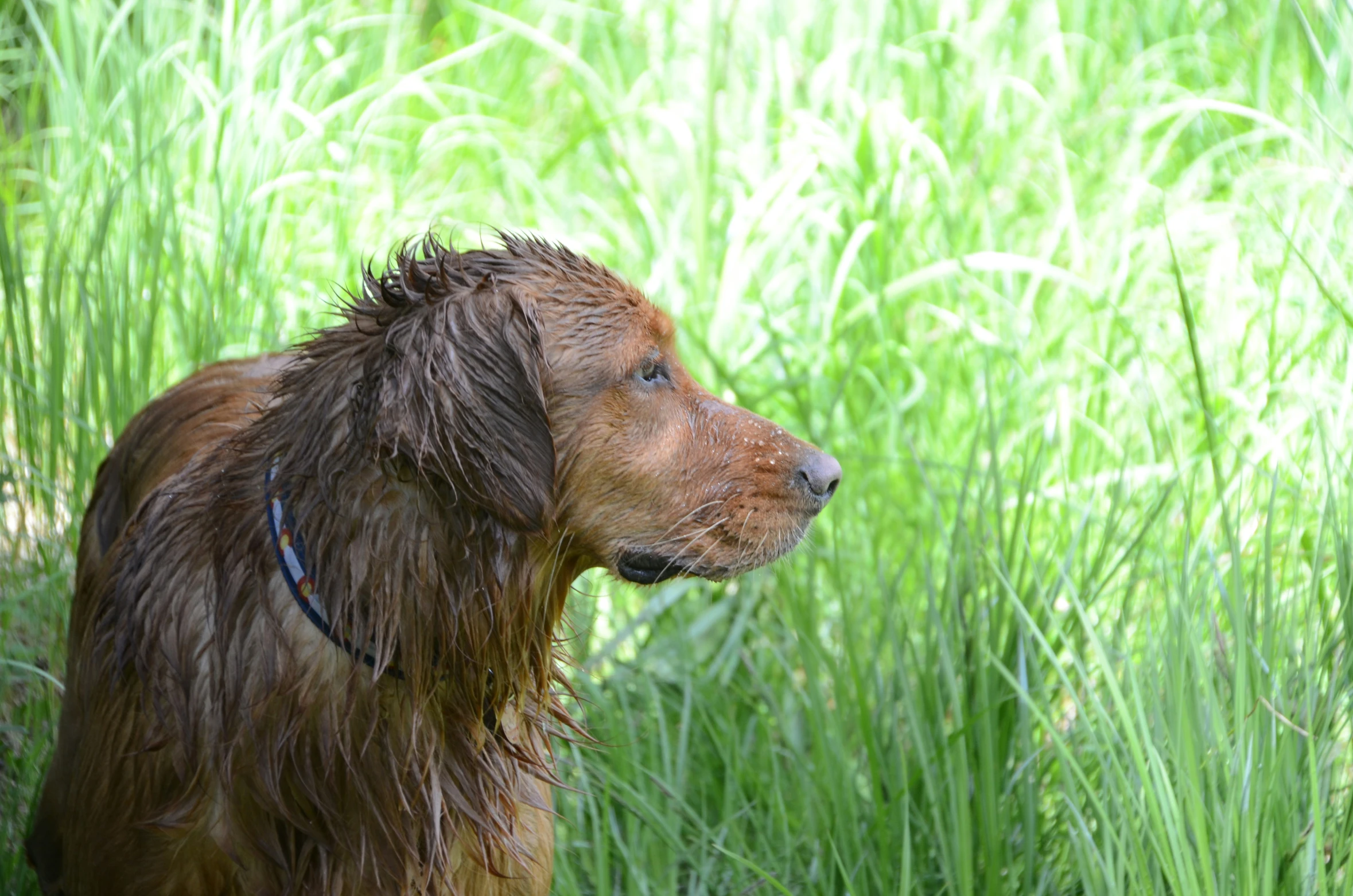 the dog is covered in wet fur outside in the grass