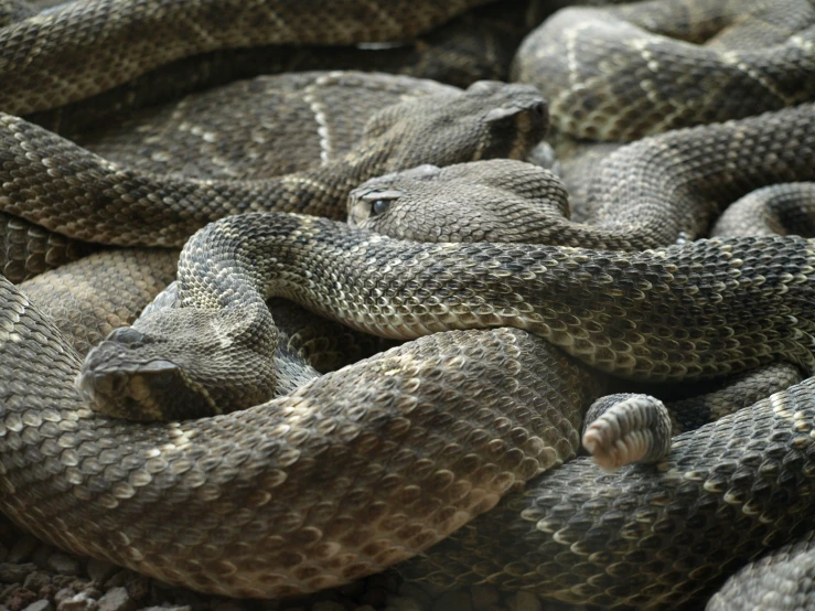 many different sized snakes together near each other