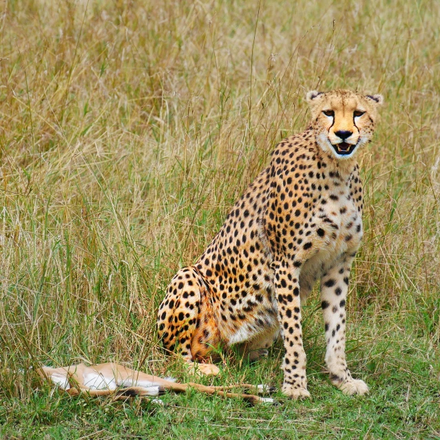 there is a cheetah that is sitting down in the grass