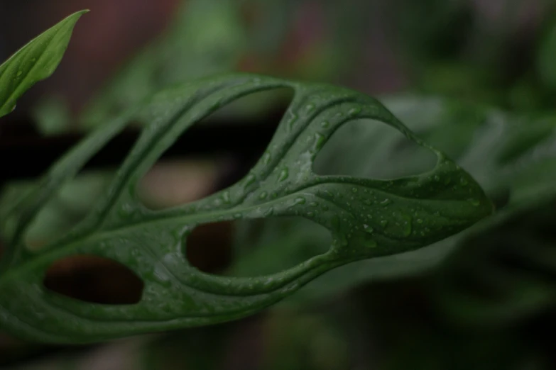 some plants that are green with water droplets on them