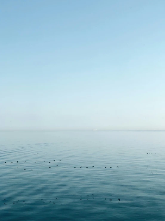 an ocean with many ducks on the water