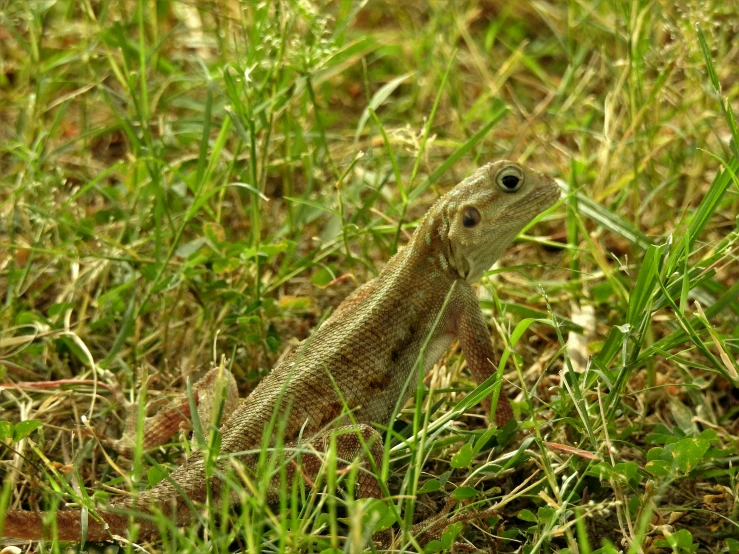 small brown lizard sitting in the grass on its own