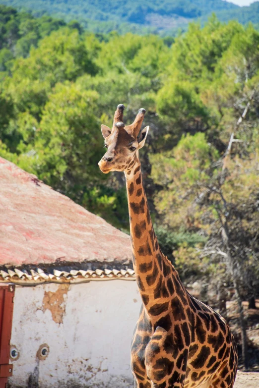 a giraffe standing in front of a building