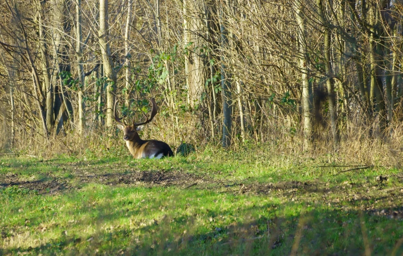 deer sitting in the middle of a forest