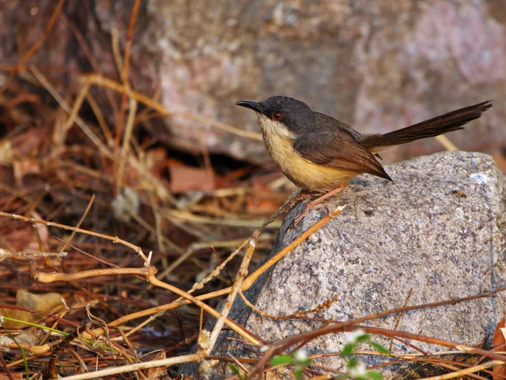 a bird sits on top of a rock near some leaves