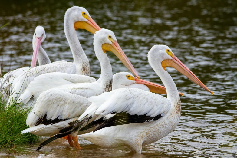 four pelicans stand in the water with their heads above the water