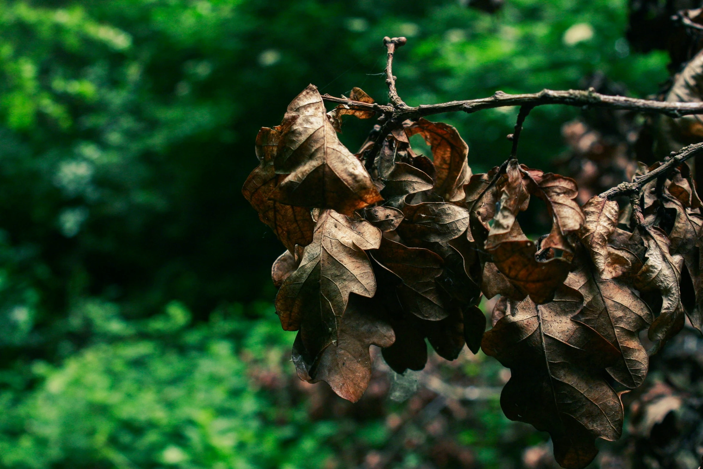 the leaves of this tree are brown