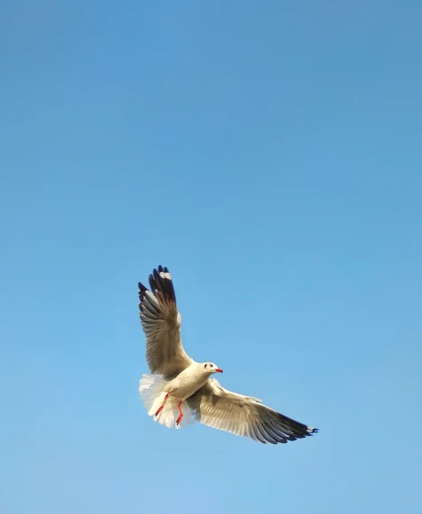 a seagull flying high in the sky with its wings spread