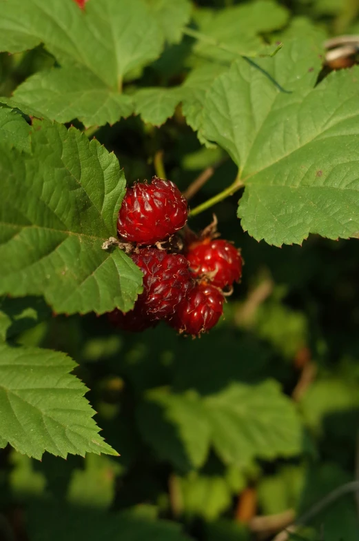 raspberries growing on the bush with leaves