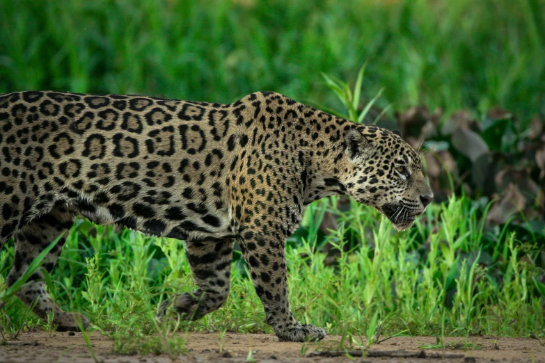 a leopard walking across a lush green field