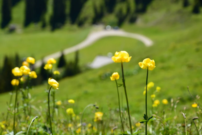 some yellow flowers are growing near the grass