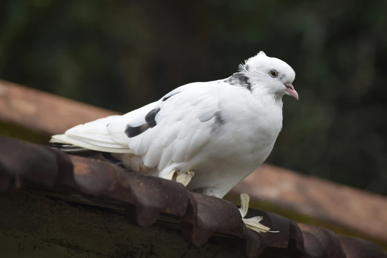 a white bird with black spots standing on top of a roof
