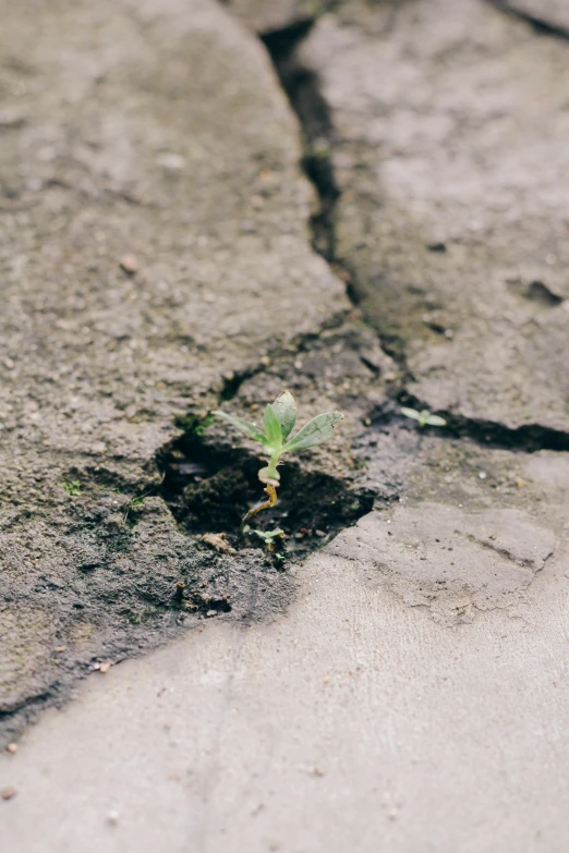 a small plant in the  of cement on the ground