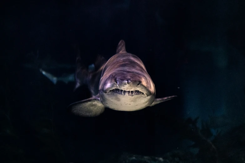 the face of a shark inside of a dark room