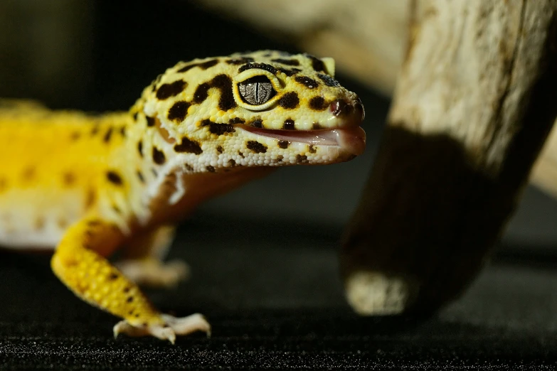 this po depicts a closeup of a spotted leopard gecko