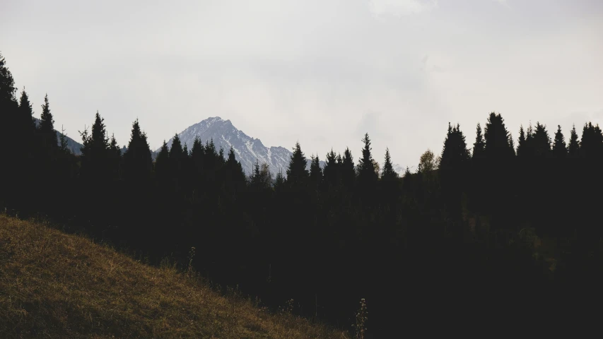 a silhouette of trees near a mountain with snow