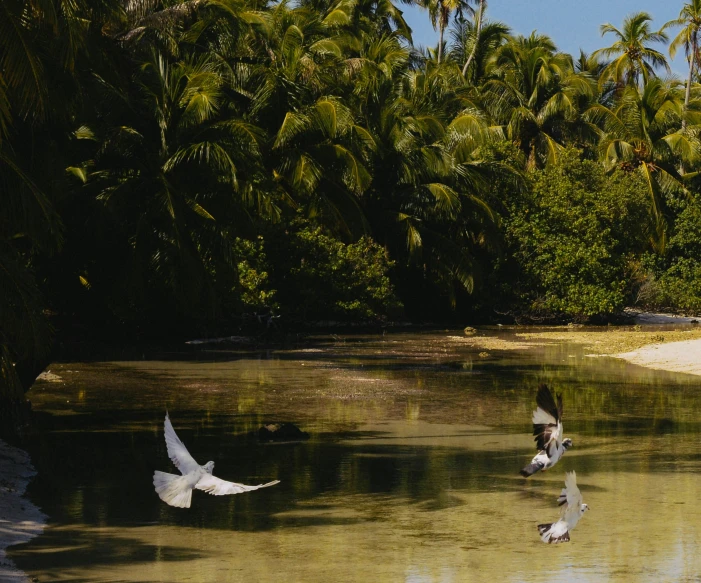 birds flying by trees in the water near land