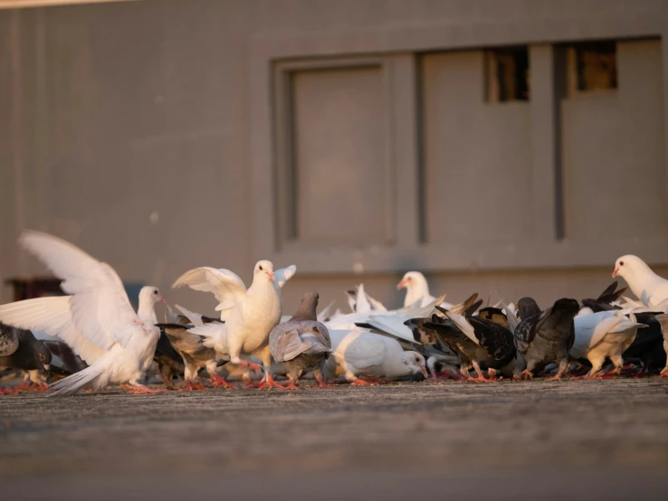 many birds on the ground with one landing and two pecking at the same time