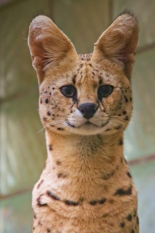 a cat standing on top of a stone slab