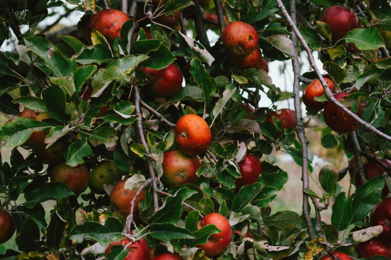 a bunch of apples hanging from the nches of trees