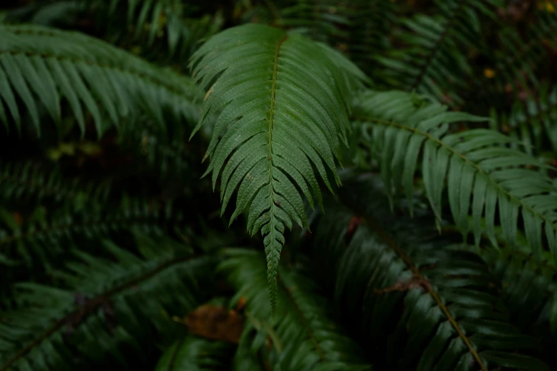 close up view of green foliage from above