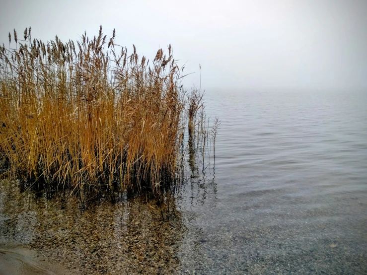 some tall weeds that are by the water