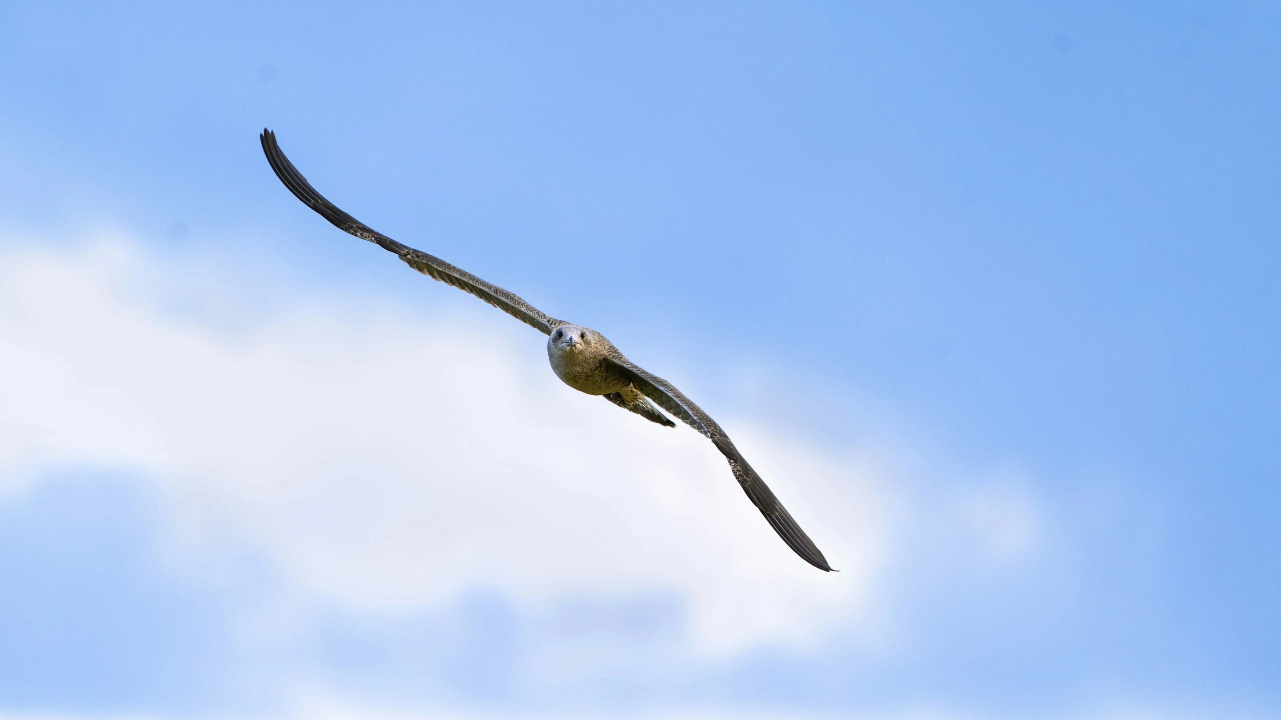 a bird flying through the blue sky above a cloud