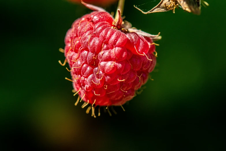 a bug sitting on top of a raspberry
