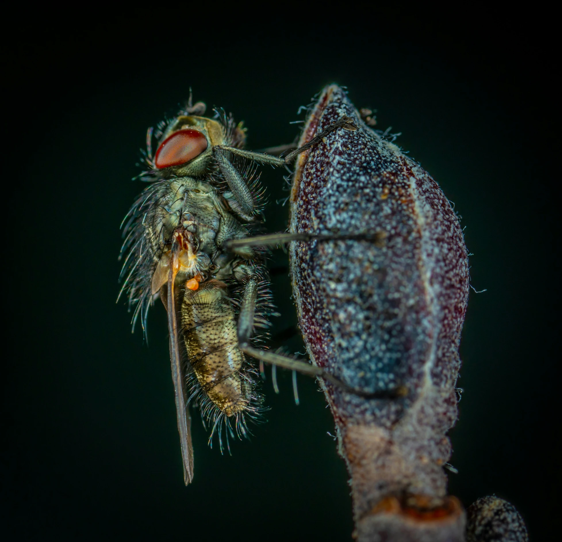 a picture of a big insect is being taken