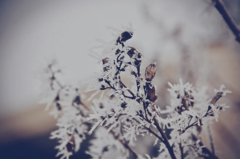 an image of a frosty bush in the background