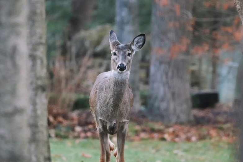 a young buck in a wooded area stands still