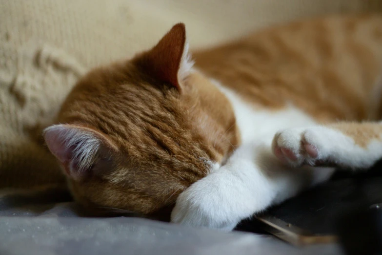 a cat is lying on top of a desk