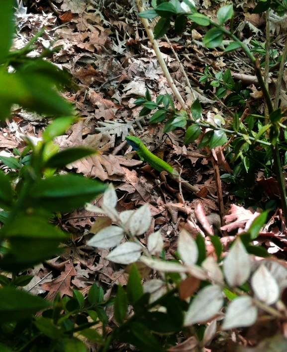 small flowers are blooming on a forested trail