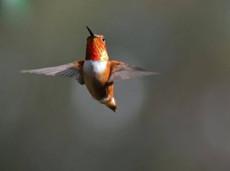 a hummingbird flying through the sky with a little orange bird on it's nose