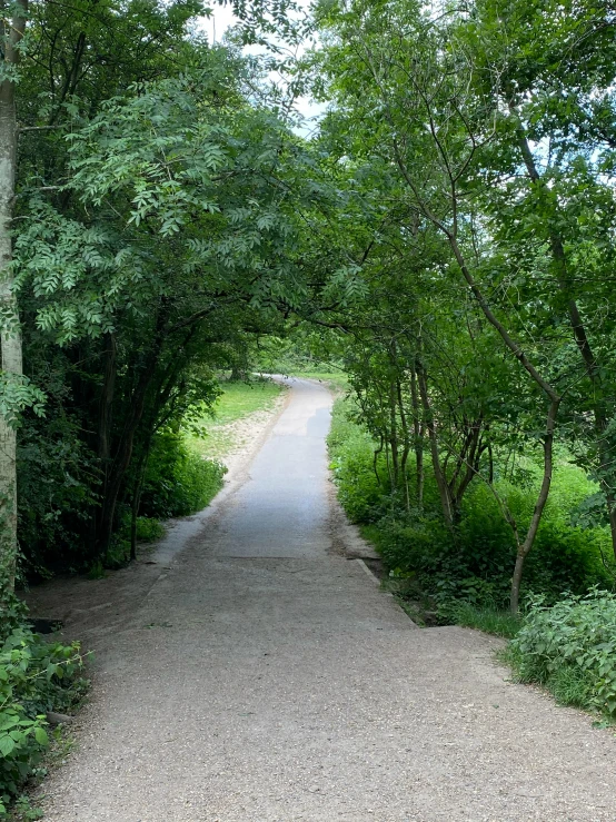 a road surrounded by trees leading into a forest