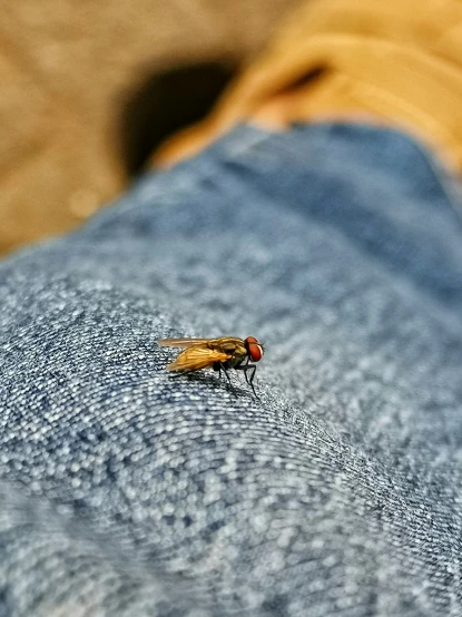 a flies in the leg area of a persons pants