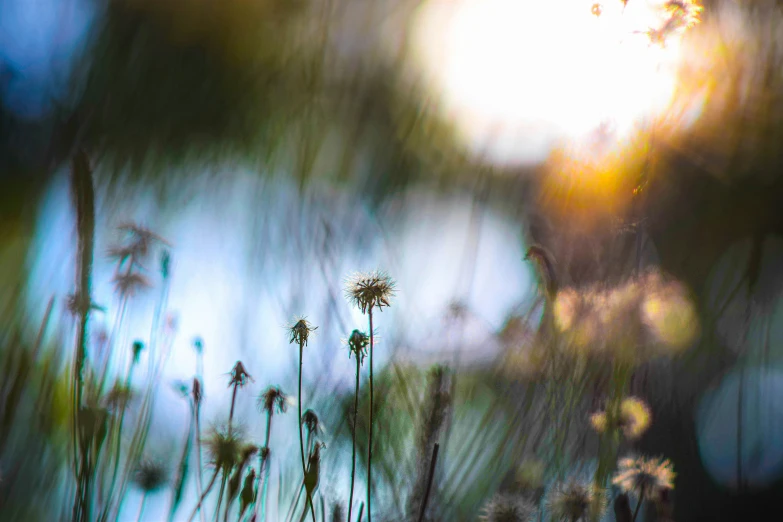 a field of weeds that is next to the sun