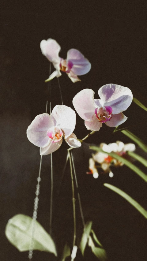 small purple orchids with pink tips are standing in a vase