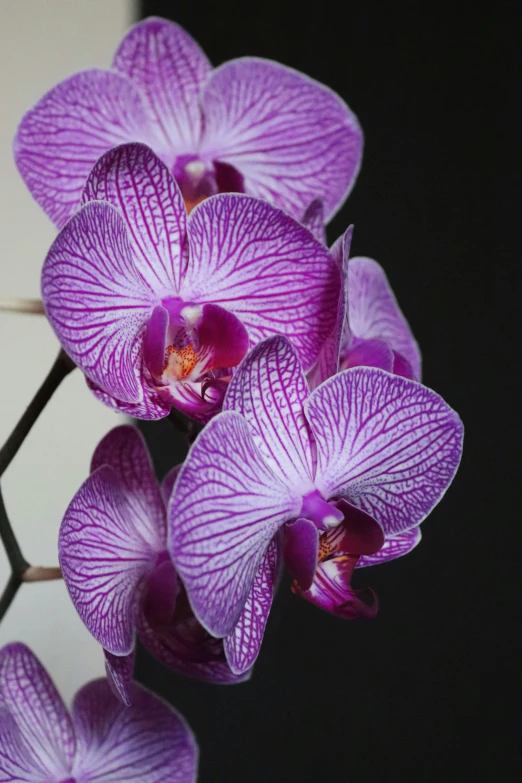 three orchid flowers are arranged in an artistic display