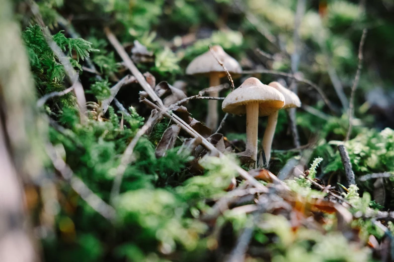 two mushroom's sitting in the mossy ground together