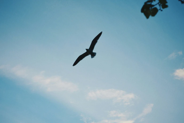 a single bird flying high up in the sky