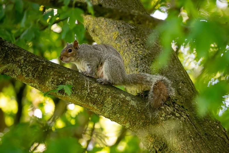 a squirrel that is on top of a tree