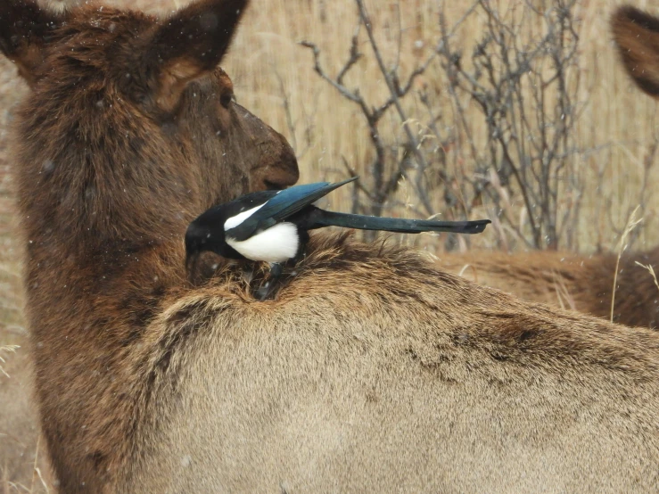 a couple of birds on top of a deer