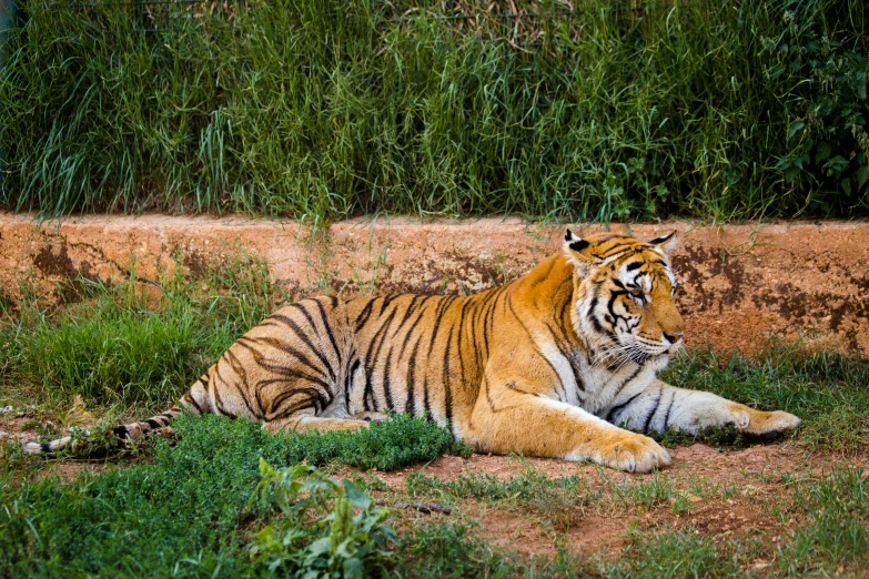 a large tiger sitting in the grass by a rock