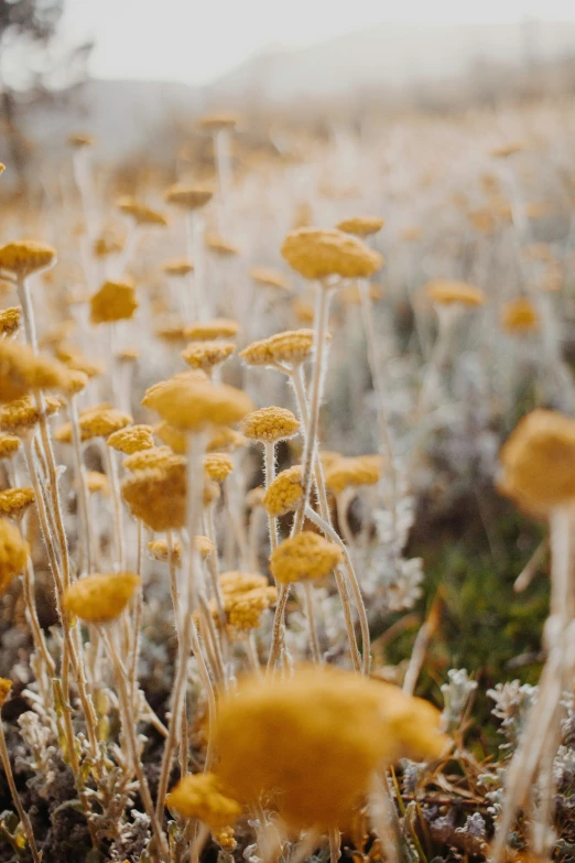 there are many yellow flowers in the field