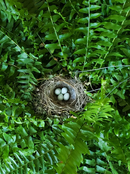 three eggs in a bird's nest in a bush