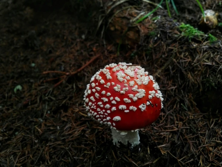 red mushrooms covered in tiny white sprinkles