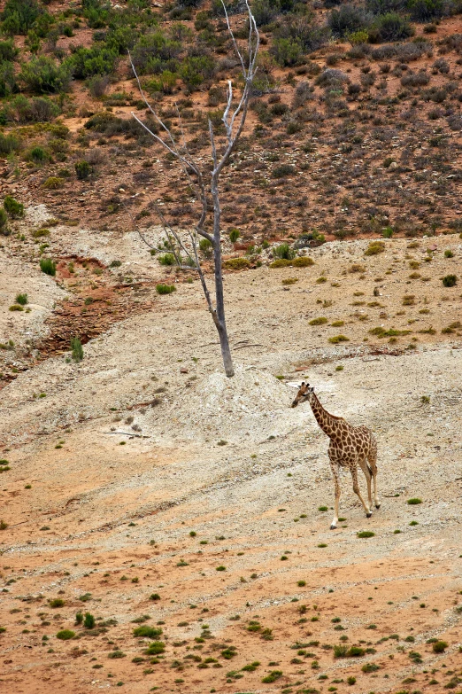 giraffes standing in a dirt field next to a tree